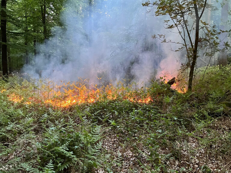 Pfalzdorf: Wieder Feuer im Wald – 200 Quadratmeter Unterholz in Flammen